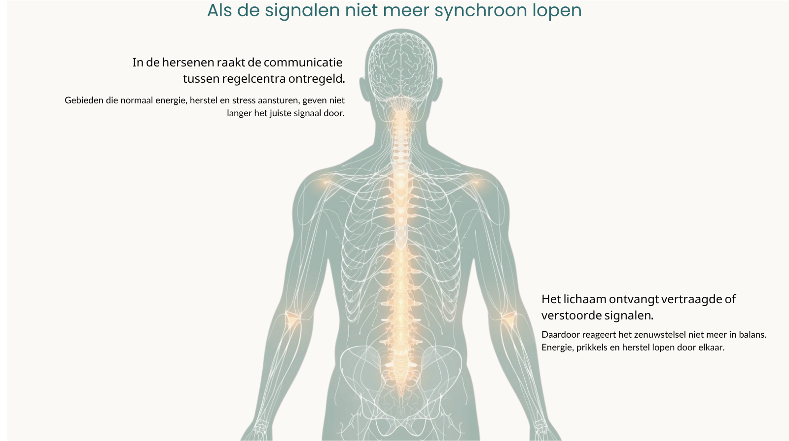 Schematische anatomische illustratie Schematische anatomische illustratie van hersenen en zenuwstelsel met verstoorde communicatie binnen het lichaam bij ME/CVS.